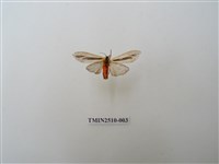 藏品(黑條灰燈蛾)的圖片